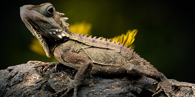 Australia is renowed for its dragon lizards