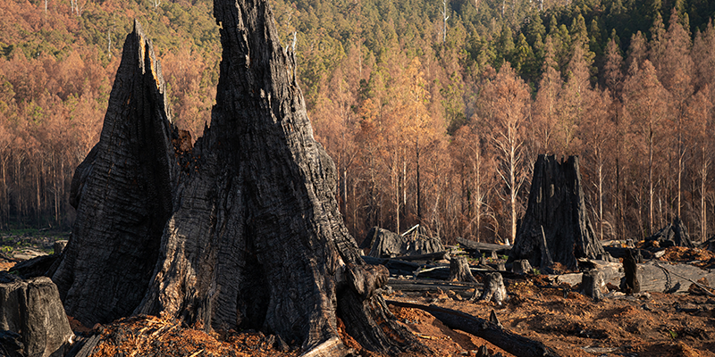 Tasmania is full of ancient forests with some under threat from logging