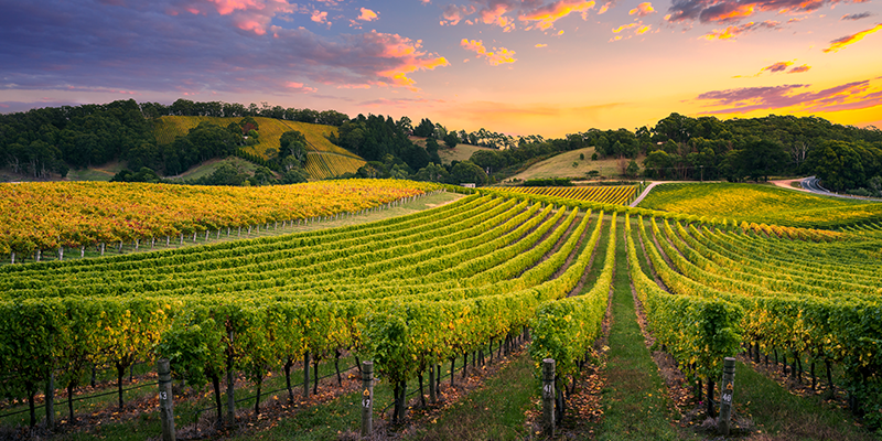 A vineyard in the Adelaide Hills