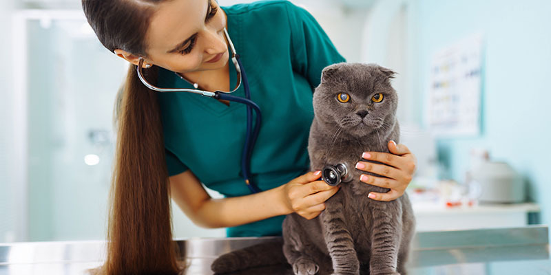 Image is a photo of a vet with a grey cat
