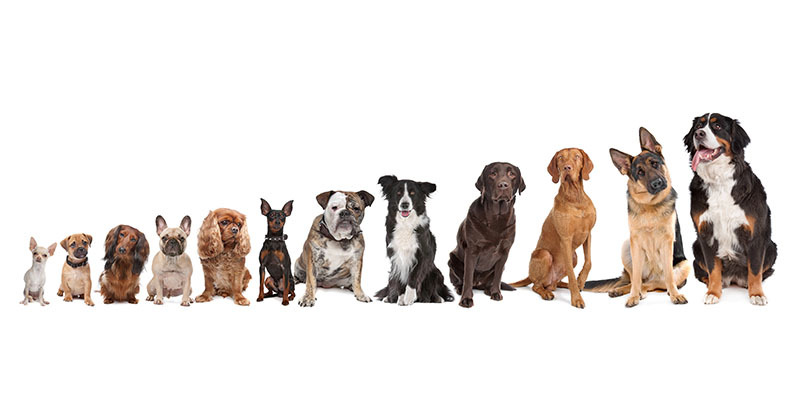 image shows a lineup of dogs from short to tall