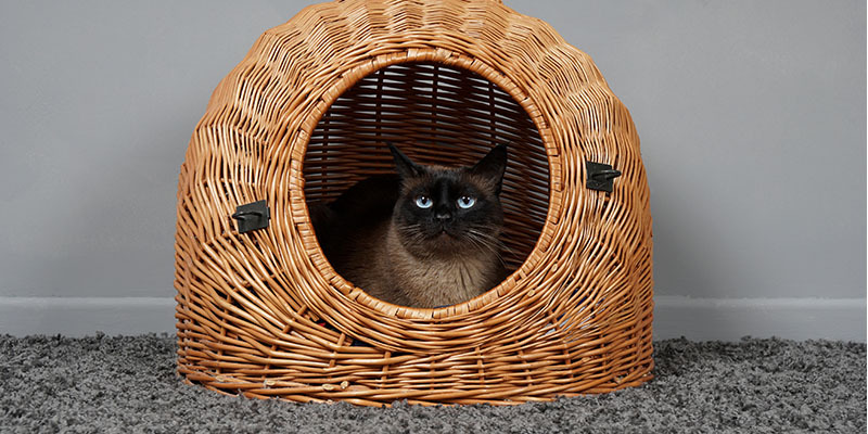 brown cat looking out of a basket with blue eyes