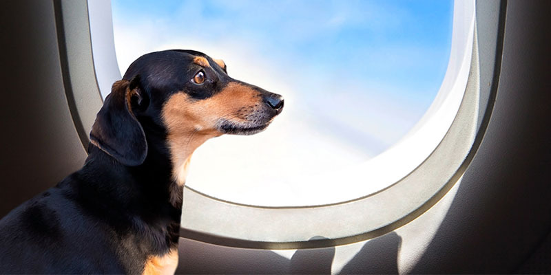 dog sitting next to a windown in a plane