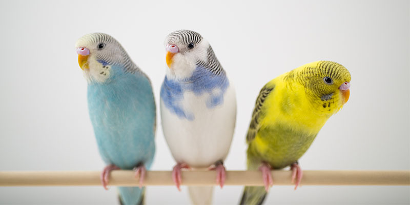 three budgerigars on a perch