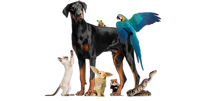 an arrangement of different pets big and small