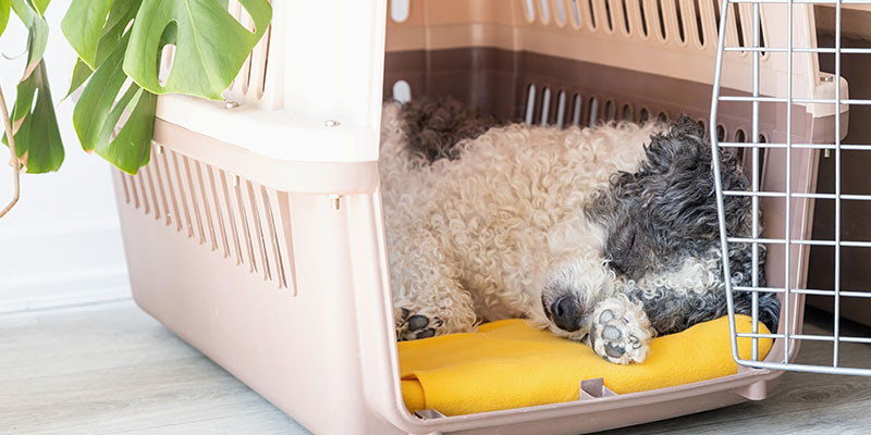 shaggy dog sleeping in an open pet carrier