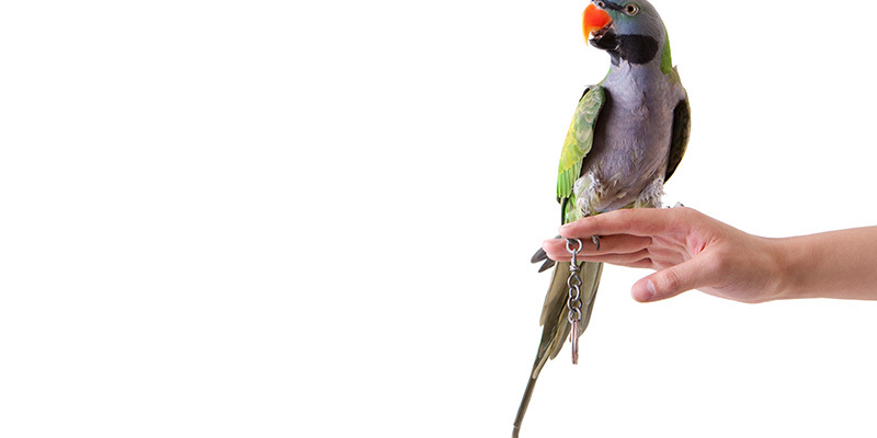 a parrot sitting on a persons hand