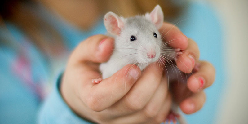 a mouse sitting cupped in the hands of a child