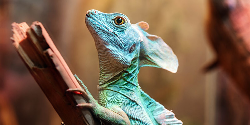 a coulourful lizard posed on a branch