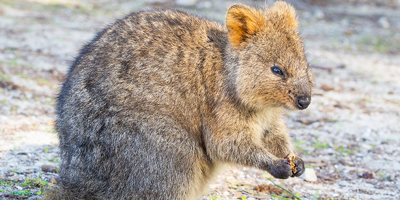 feeding quokka