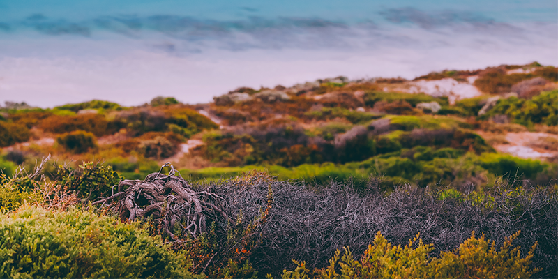 australian nature and blue indian ocean