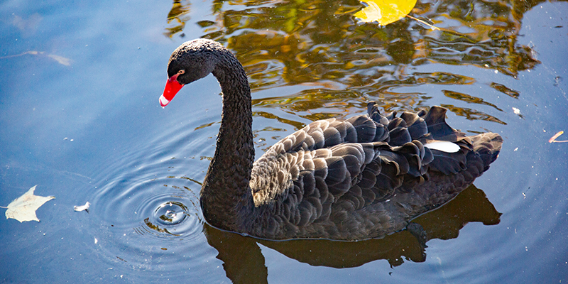 alone black swan on the shore of the lake in the a WA