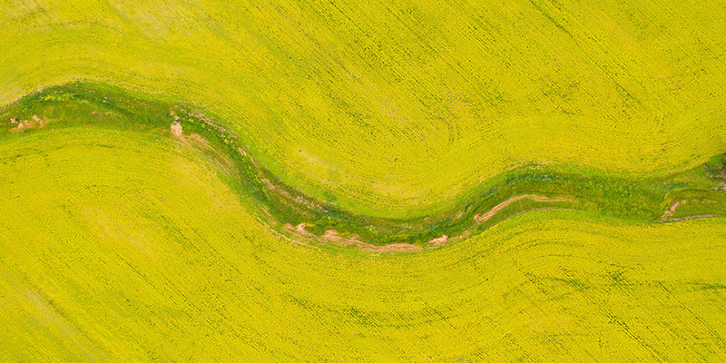 high angle shot of canola crop farming in western