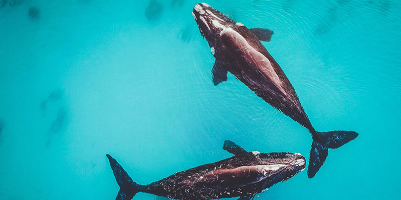 dunsborough western australia humpback whales