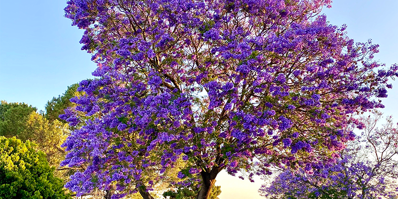 australia s beautiful jacaranda trees