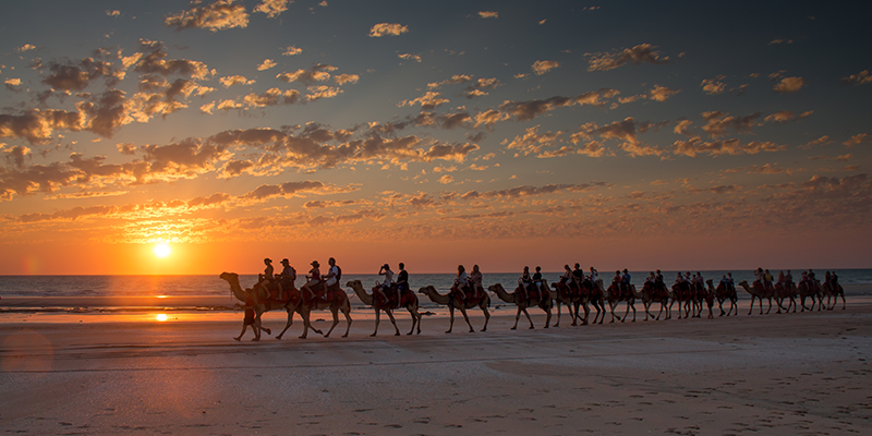 camel train on camel beach
