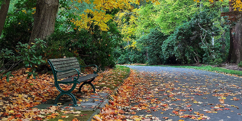 The natural beauty of the Dandenong Ranges is unique