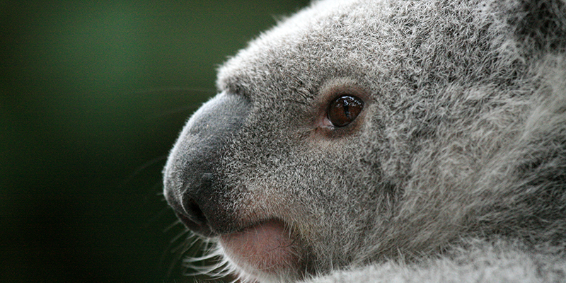 Lone Pine is the worlds oldest and largest koala sanctuary
