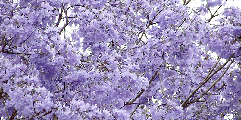 The purple flowers of the Jacarandas signify spring in the Greater Brisbane region
