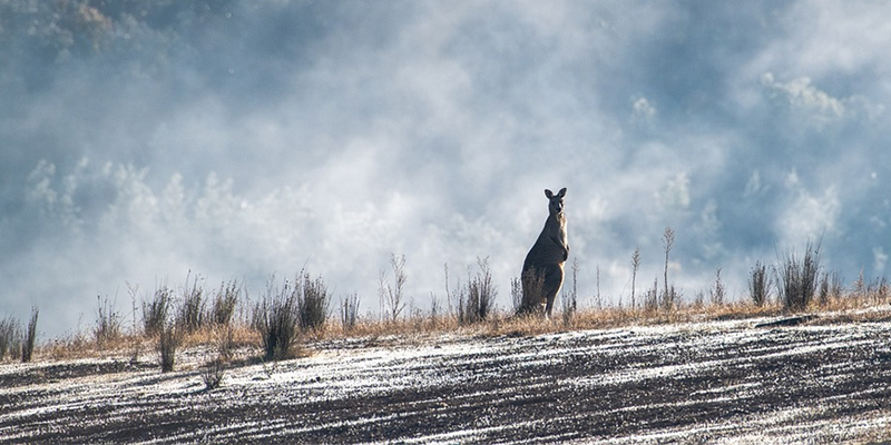 A lone kangaroo