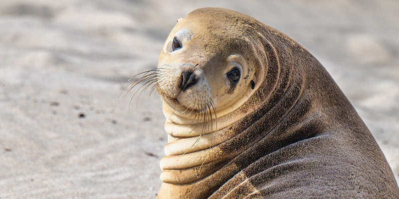 Seals are found on the beaches in the southern states of Australia