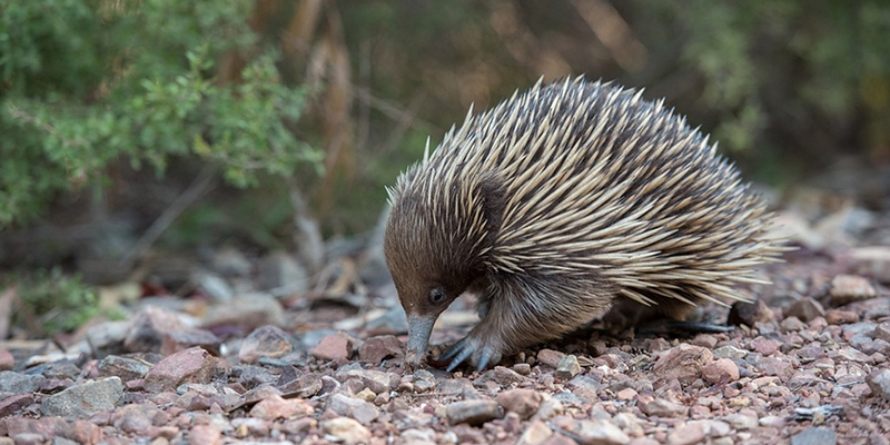 Echidnas seem shy