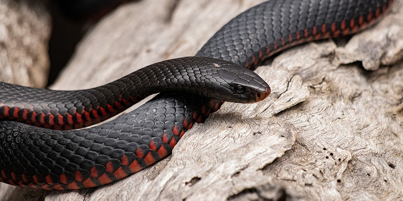 The beautifully dangerous Red Bellied Black Snake is unique to Australia