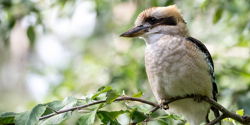 The "laughing" Kookaburra