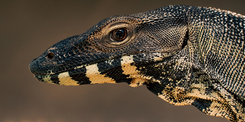 Ancient reptilian lifeforms thrive, like Goannas