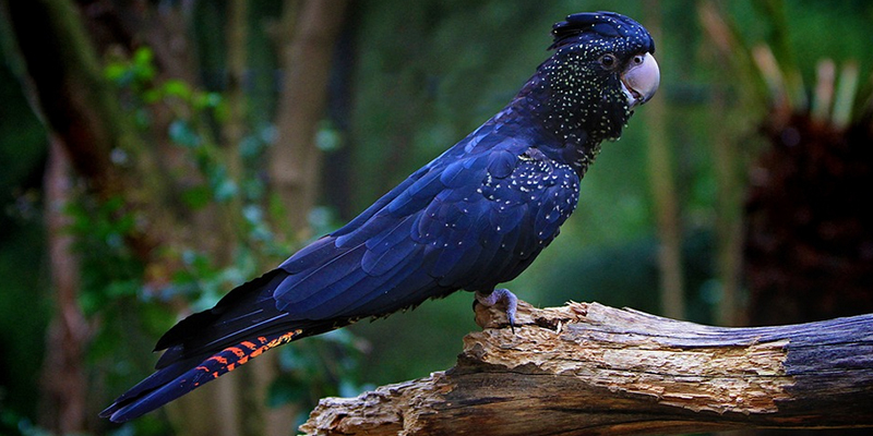 Australia is home to 5 varieties of black Cockatoos