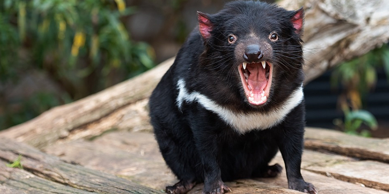 Tasmanian Devil