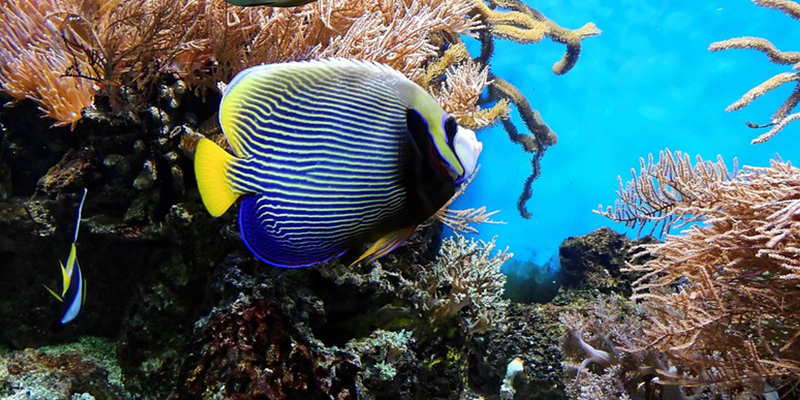 The Great Barrier Reef is one of the natural wonders of the world