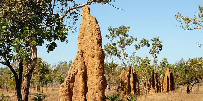 Monumental ant hills sculptured out of the bush