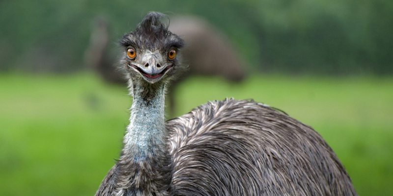 The emu, the "other" national emblem totem