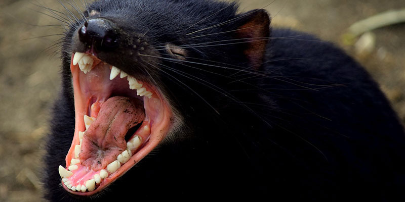 Tasmanian devils may look cute, but ...