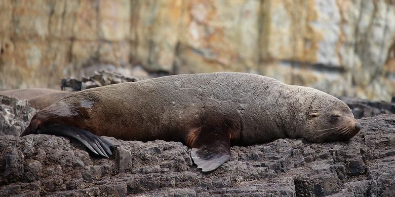 Seals are regular visitors to the Tasmanian coastline