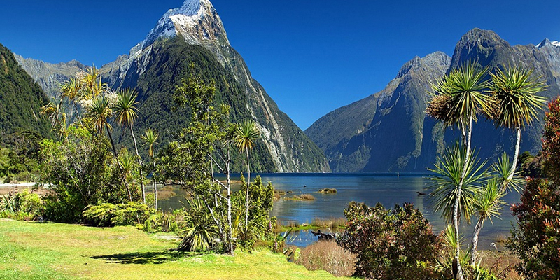 12 nz to oz