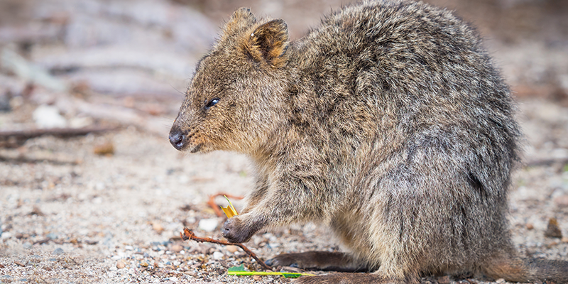 Visitors to Rottnest Island can enjoy the island's stunning beaches, crystal-clear waters, and meet the famous quokkas