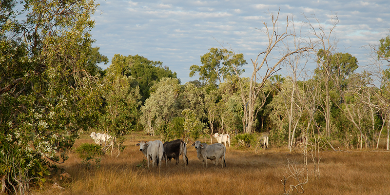 Beef farming is a large portion of Queensland's primary industries