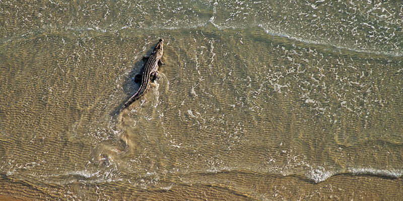 There are many places in the top end of Queensland where you can not swim