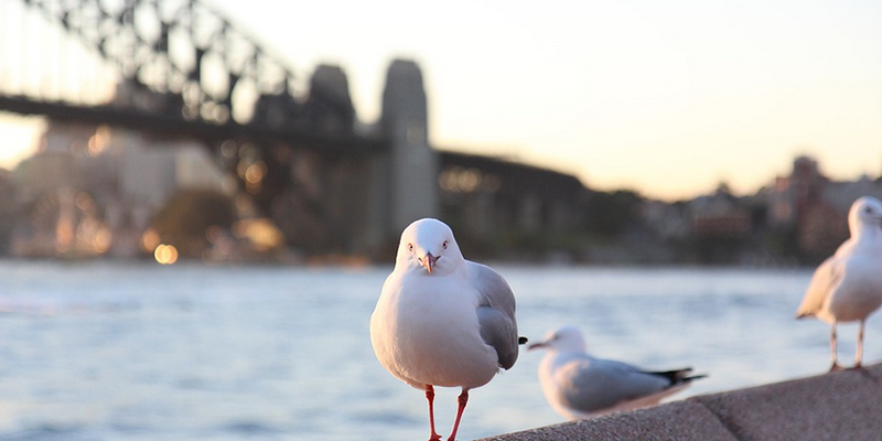 Seagulls live with the pigeons