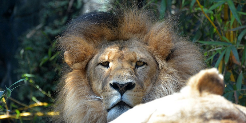See the lions at Taronga Zoo