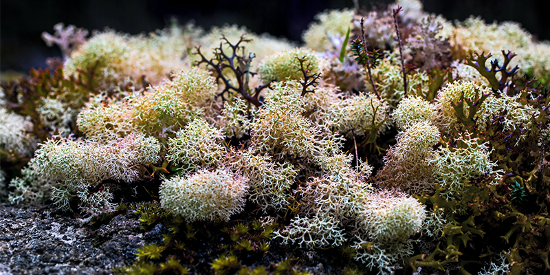 Tasmania is known for it's unique flora and fauna