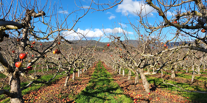 Tasmania isn't known as The Apple Isle for nothing