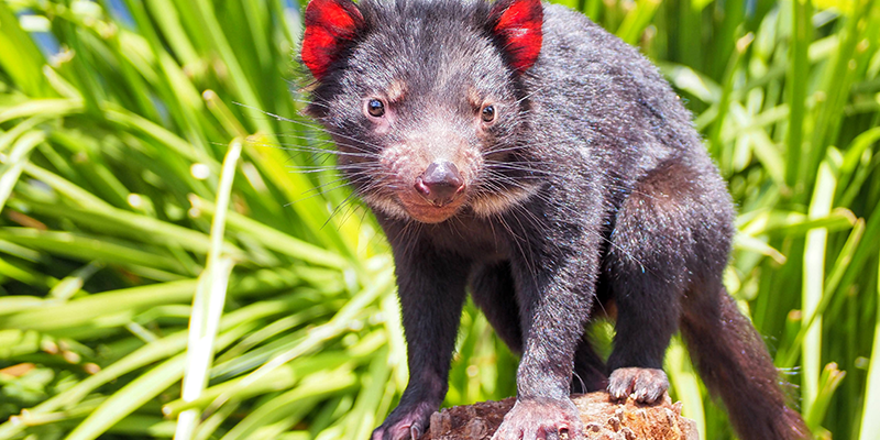 The Tasmanian Devil