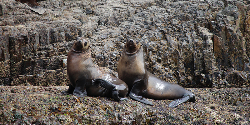 Seals can often be seen sunning themselves on the rocky shores