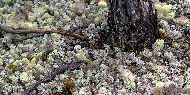Tasmania is known for it's unique flora and fauna