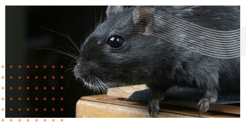 Pest-inspections-moving-house-rats