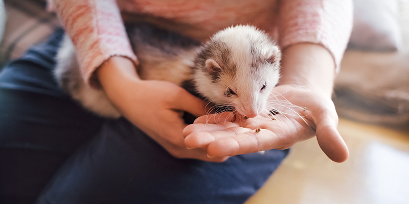 Ferrets are legal pets in Victoria