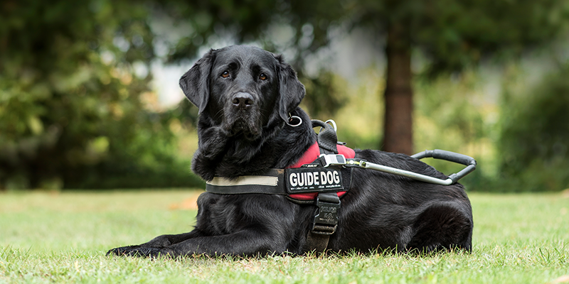 Guide dogs and service dogs are working dogs and exempt from registration fees
